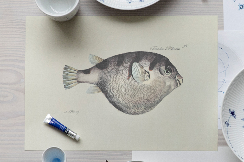 a very detailed sketch of a blowfish